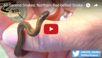 Watch the red-bellied snake video