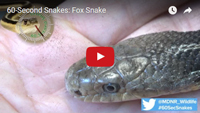 Watch the fox snake video