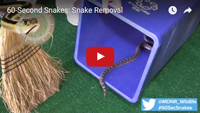 Watch the snake removal video