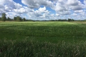 Seasonal refuge on Maple River State Game Area Unit D is abundant with corn and buckwheat.