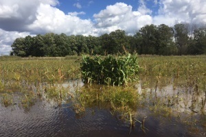 Maple River State Game Area Unit X hunting blind