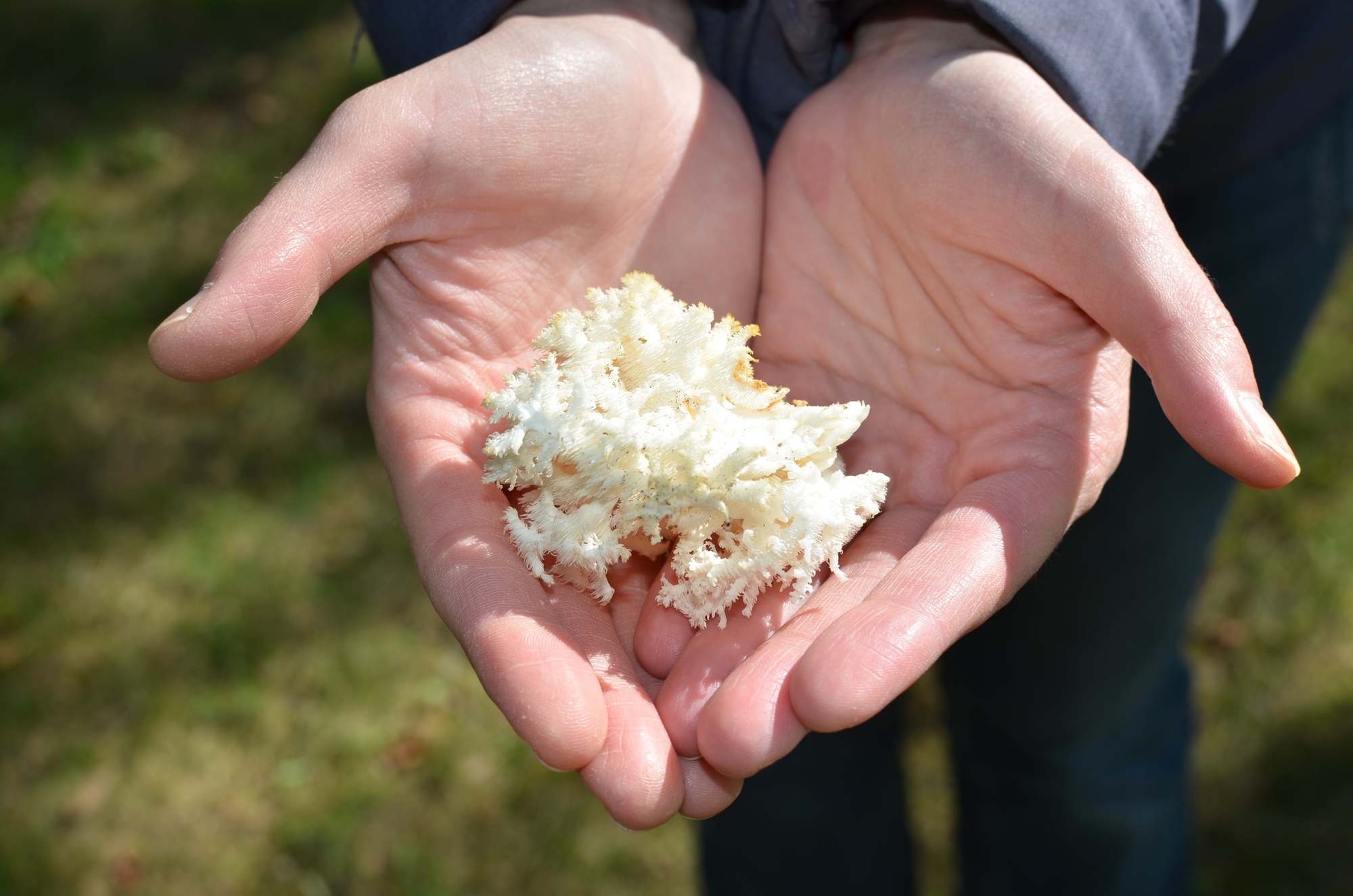 One of the species of coral fungi, likely the crested coral, was found on a forest health scavenger hunt by students during a forestry field day.