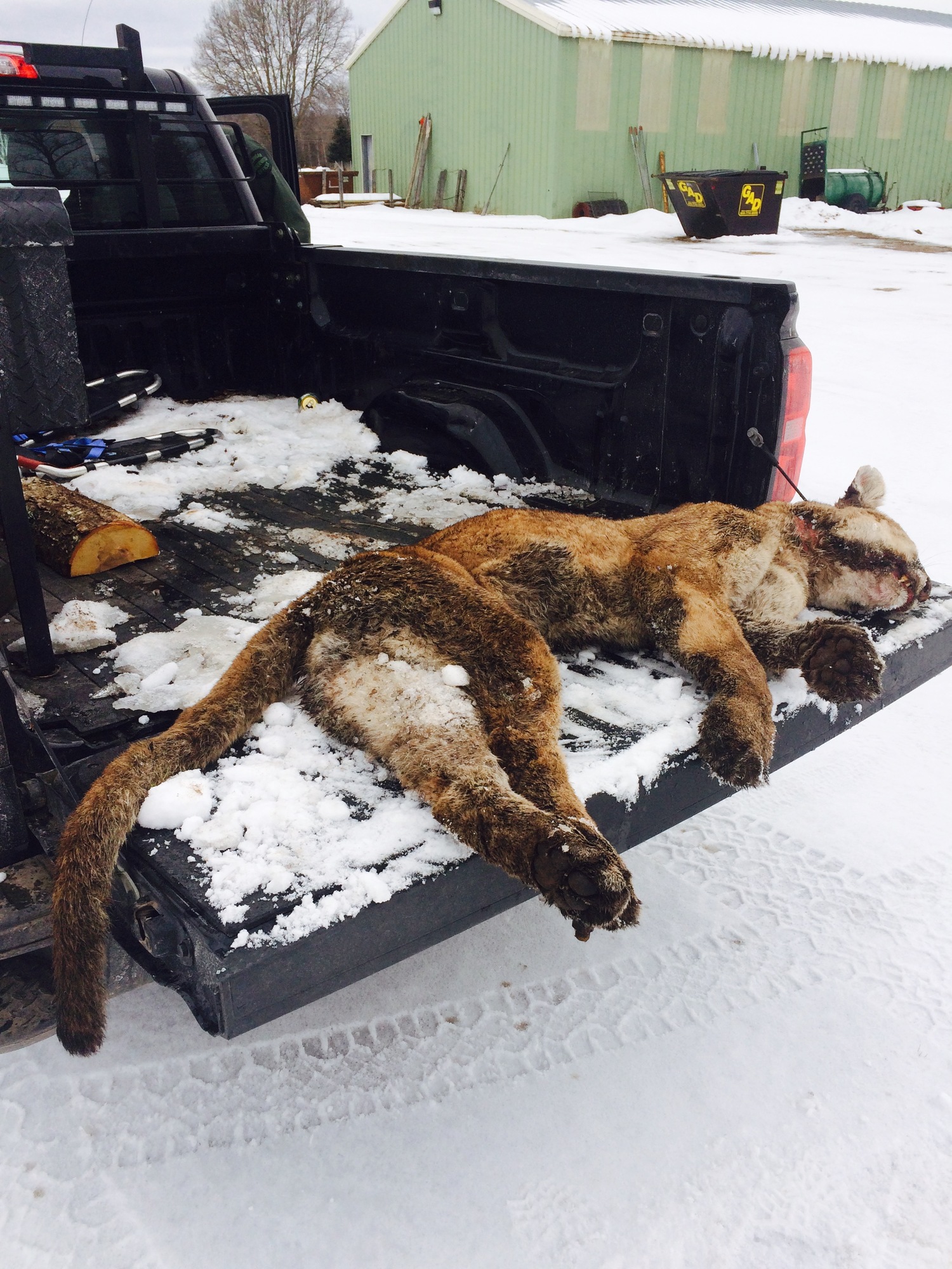 This cougar shown was dumped alongside a roadway in Dickinson County earlier this year. This is one of two male cougars tissue was sampled from.