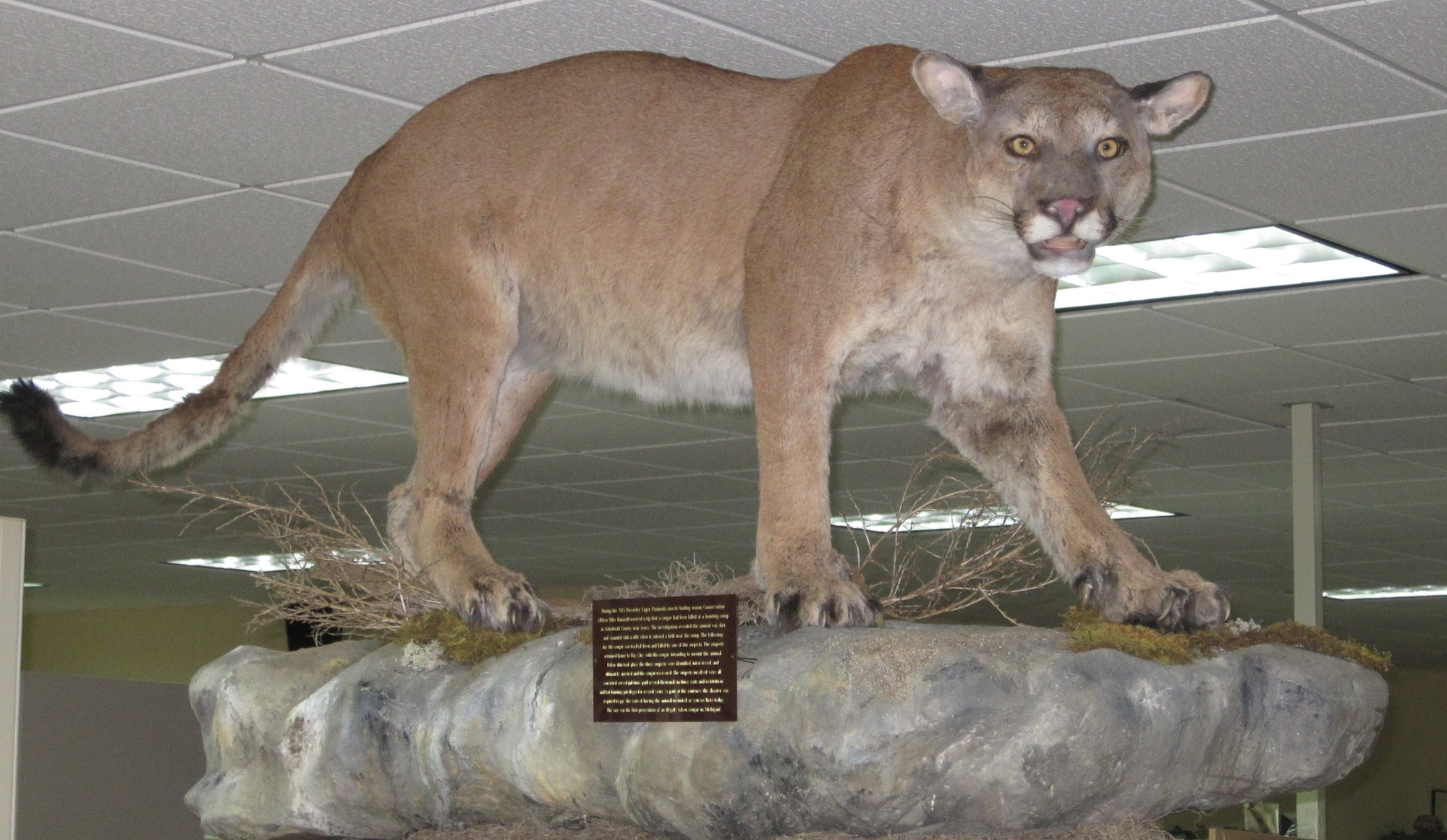 The cougar shown was poached in Schoolcraft County in 2013. This is one of two male cougars the Michigan DNR sampled tissue from for genetic analysis.