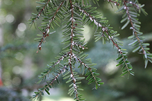 Hemlock Woolly Adelgid