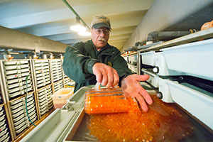 DNR employee working with coho salmon eggs DNR employee scooping coho salmon eggs