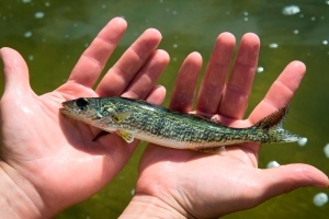 close-up of a healthy fall walleye fingerling held in someone's hands