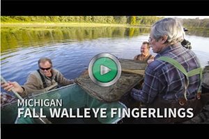 walleye stocking video thumbnail