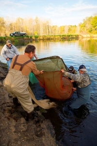 Volunteer members of the West Michigan Walleye Club lift a net of fingerlings out of pond 