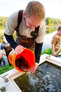 DNR technician counts walleye fingerlings going into tanker truck