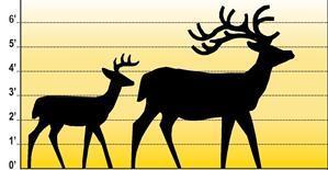 Reminders for those who hunt deer in areas of state that also have wild elk