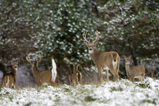 whitetail deer in snowy forest