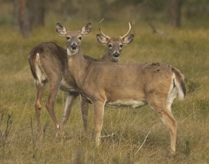 doe and buck white-tailed deer