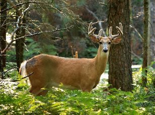 Mature buck in a green forest, facing the camera