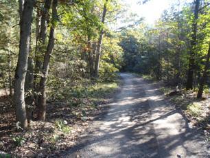 view of two track trail, mature trees