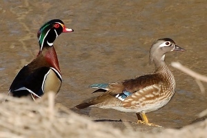 male and female wood ducks