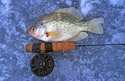 Black Crappie fish laying on the ice with fishing pole handle.