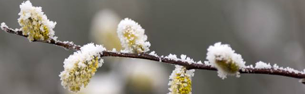 winter branch