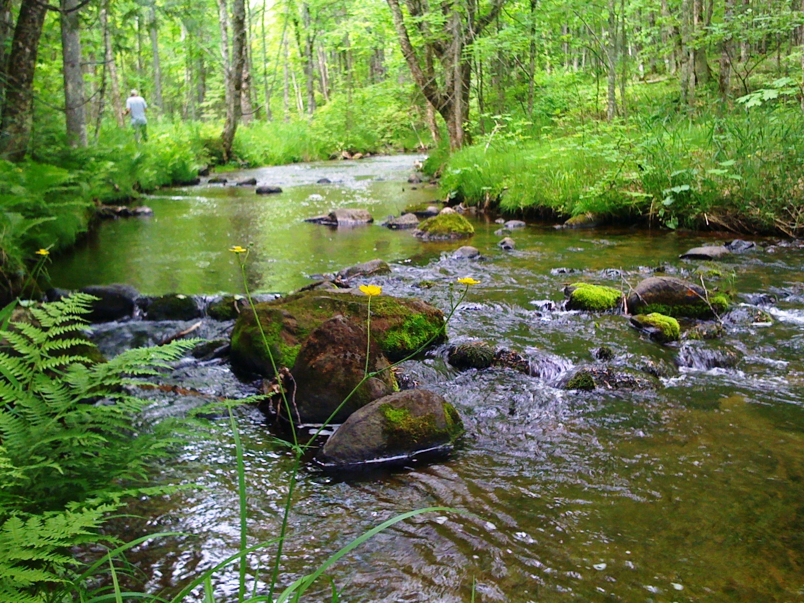 About 3.5 miles of the Pilgrim River, a cold-water trout stream, flow through the Pilgrim River Forest property.
