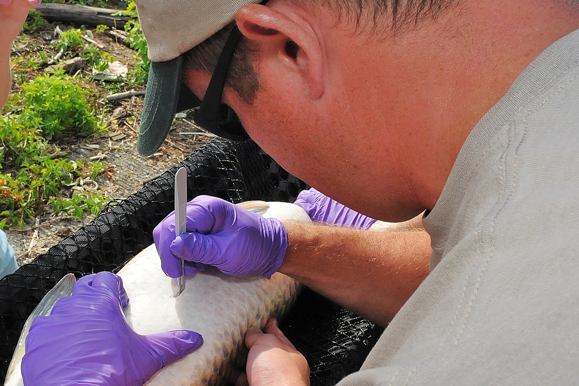 Michigan Department of Natural Resources fisheries biologist Cleyo Harris makes an incision into the stomach cavity of a grass carp for tagging.
