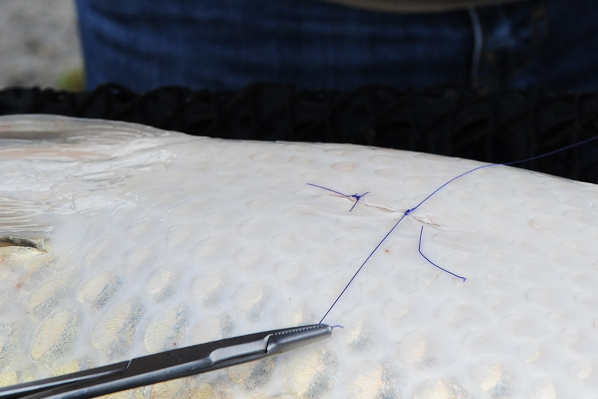 An incision on a grass carp is being sutured closed after a transmitter has been placed into the stomach cavity.