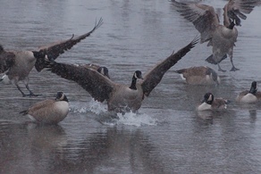 Canada geese on water with snow falling