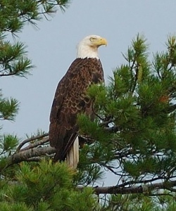 bald eagle in a pine tree