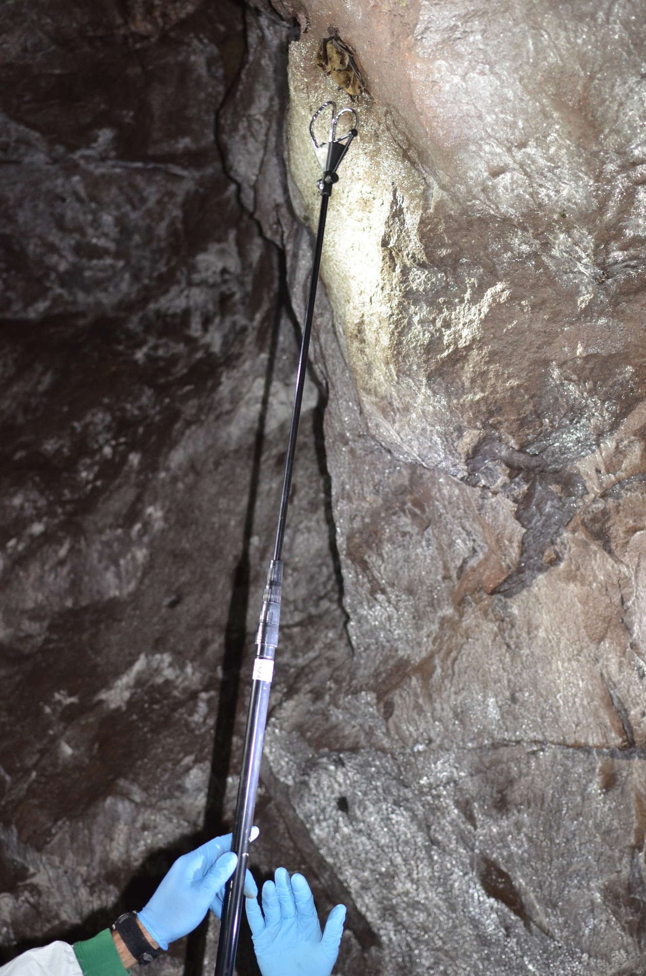 A researcher reaches for a little brown bat on the wall of a cave in Ontonagon County.