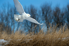 Great gray owl flying over field