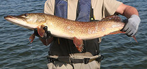 Individual holding a northern pike out of the water