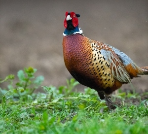 ring-necked pheasant