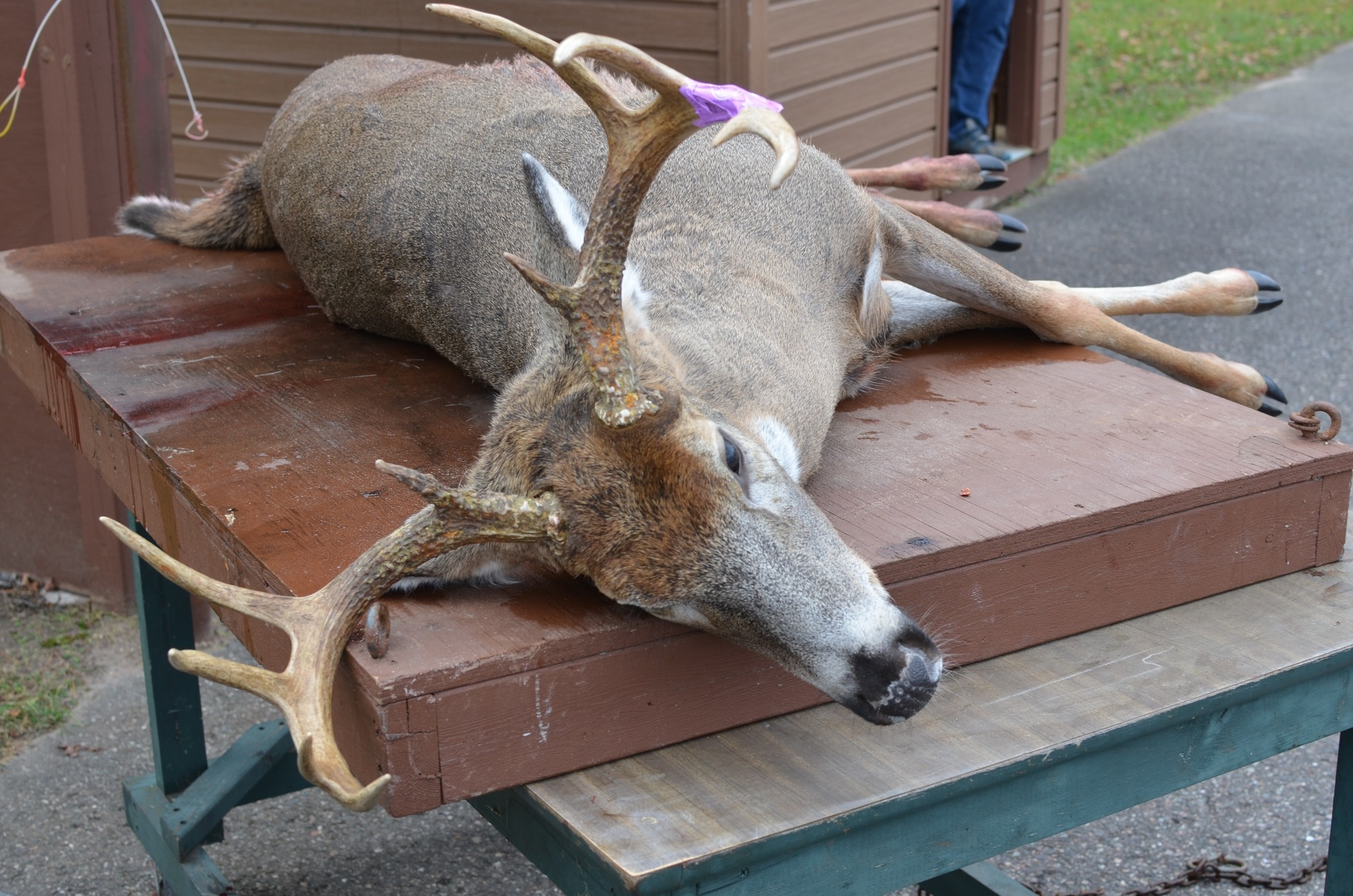 A nice buck checked in at the Marquette check station, a reminder of the fine hunting tradition the U.P. CWD Task Force hopes to help preserve.