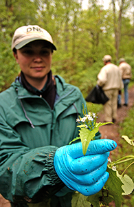 DNR staff working on invasive species