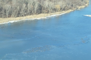 aerial photo of group of waterfowl on lake
