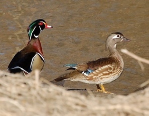 male and female wood duck near body of water