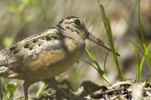 close-up of a woodcock in the forest