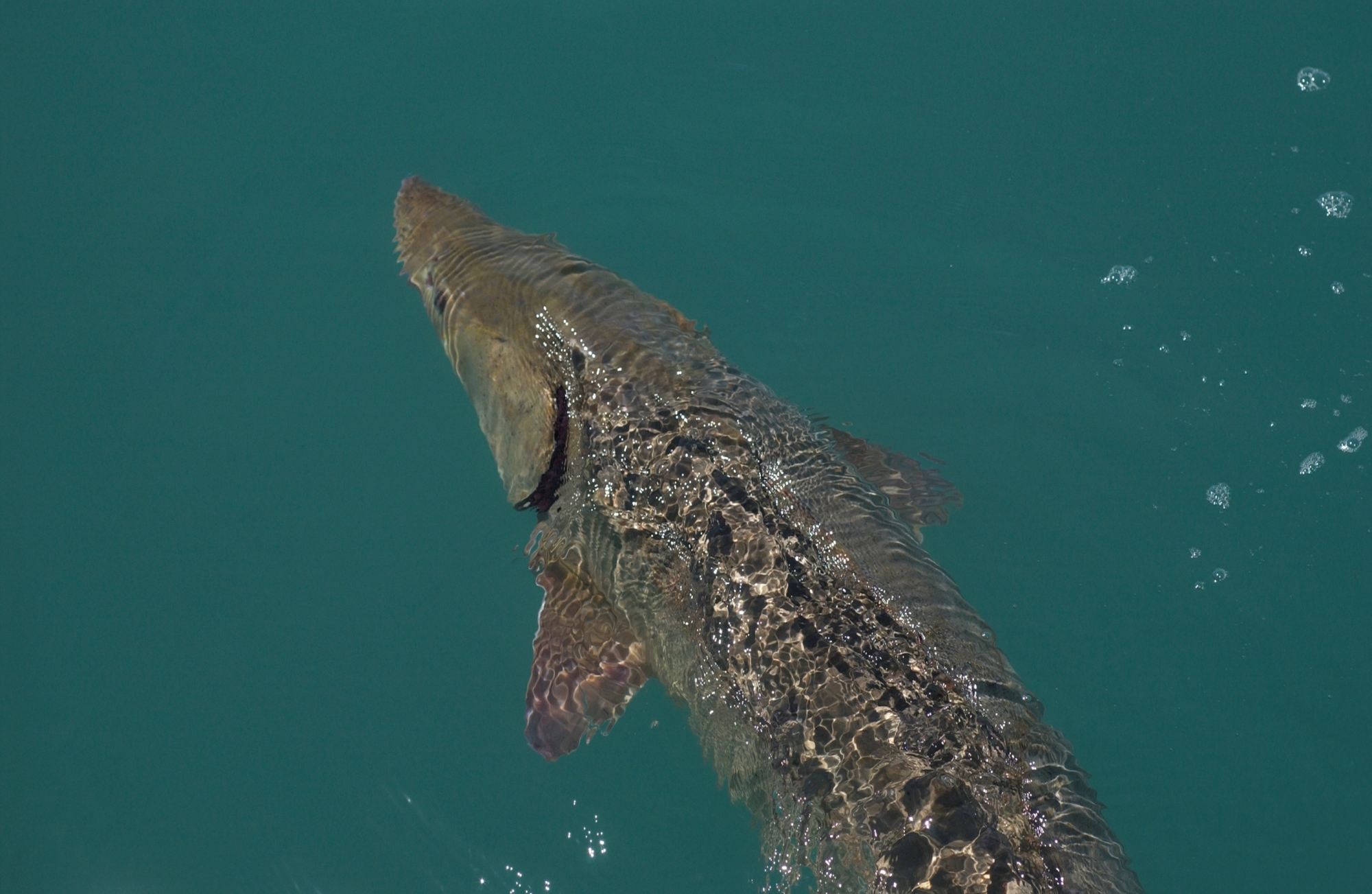 Lake sturgeon are one of Michigan's most important natural resources