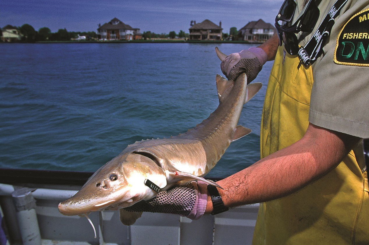  A Michigan Department of Natural Resources fisheries worker holds a lake sturgeon.