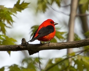 scarlet tanager