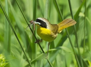 common yellowthroat