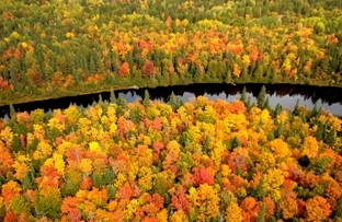 Aerial view of Tahquamenon River and surrounding fall forest