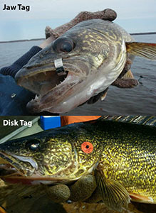 side by side of walleye jaw and disk tags