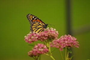 monarch butterfly on flower
