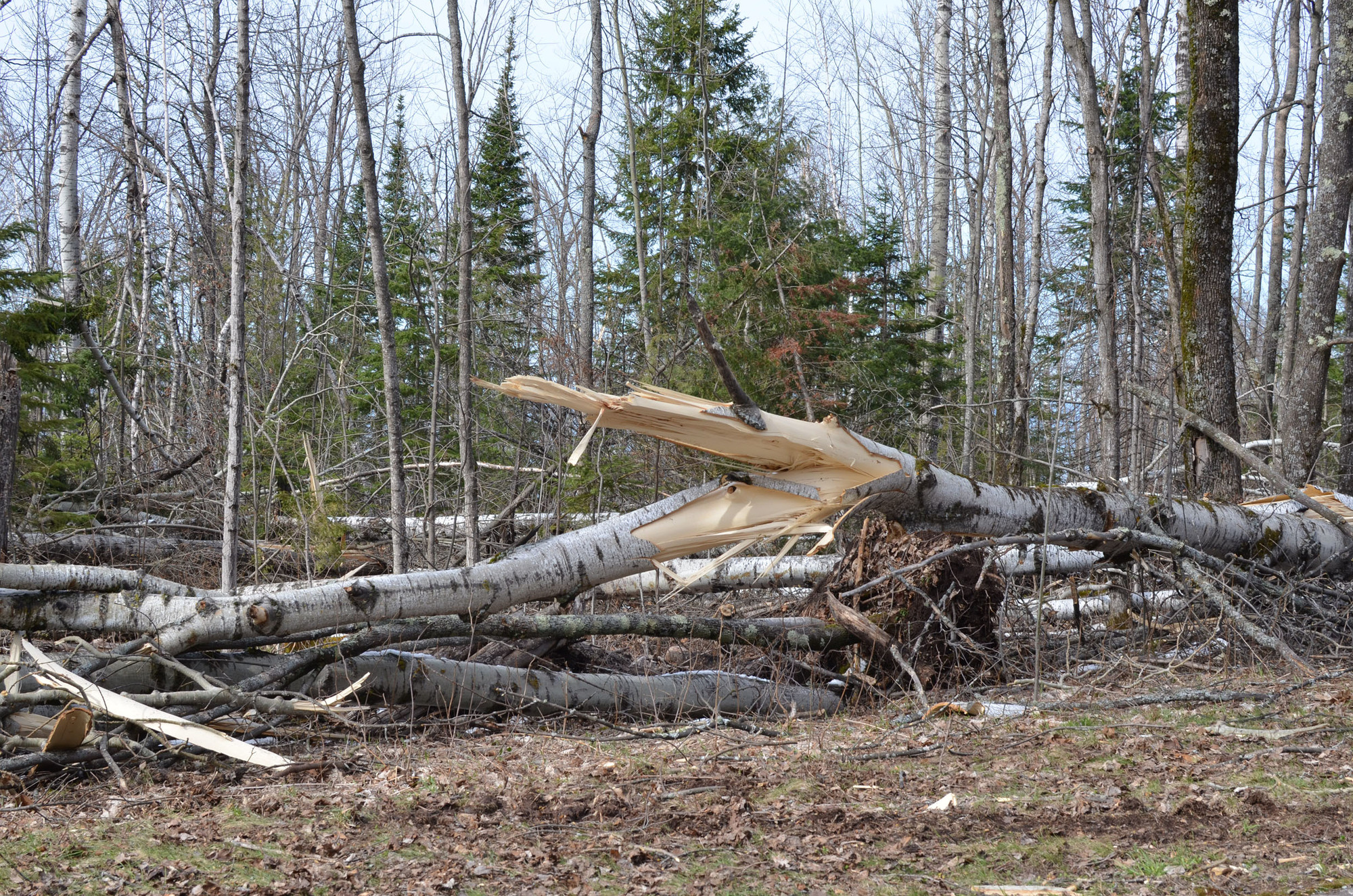 Some of the trees twisted and felled at Porcupine Mountains Wilderness State 