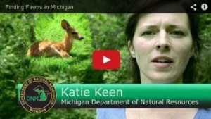 fawn video thumbnail