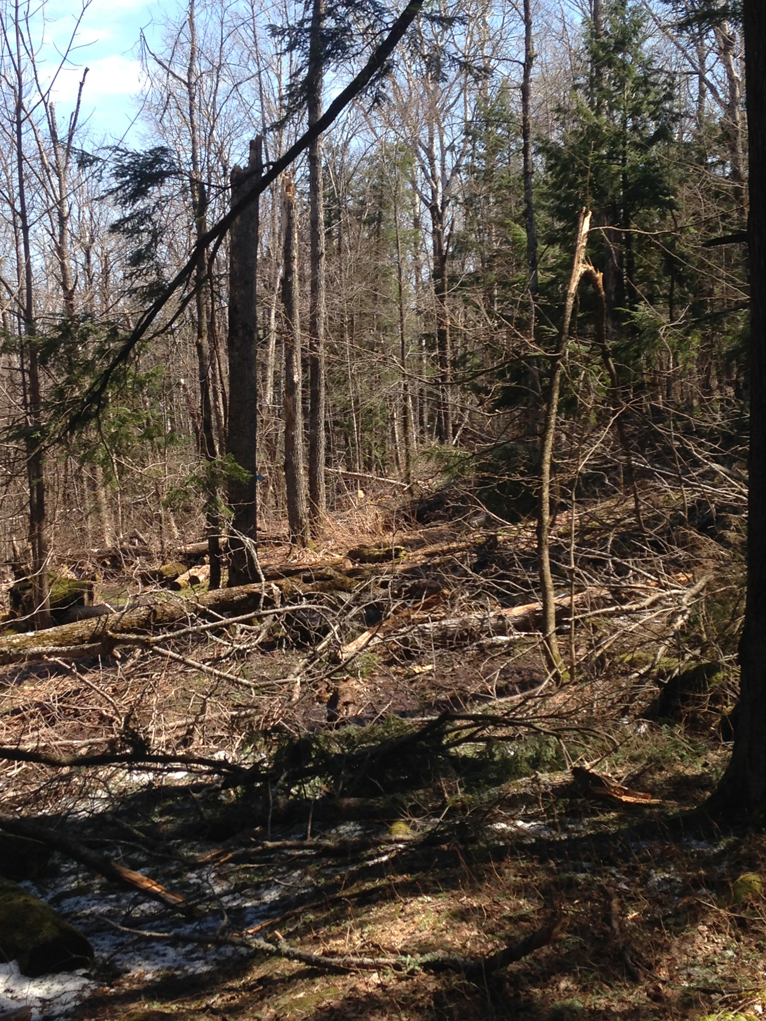 Treefall damage found along Union Spring Trail at Porcupine Mountains Wilderness State Park.