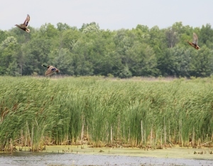 mallard ducks in flight in a wetland area
