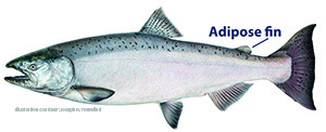 Chinook salmon with adipose fin pointed out