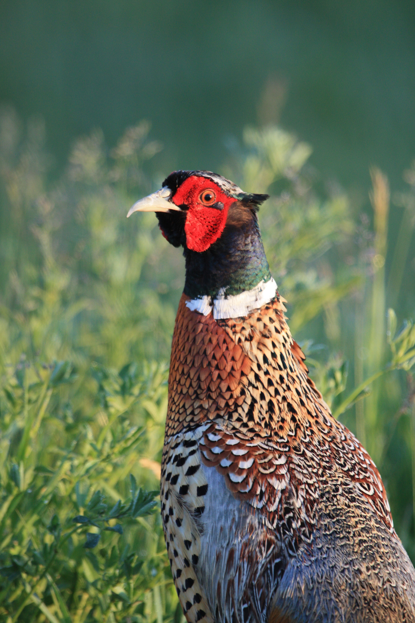 Ring-necked pheasants inhabit grasslands in Michigan.