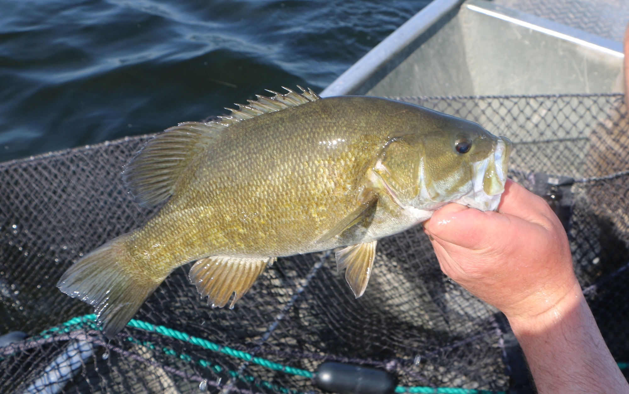 Bass, like this smallmouth, are growing in popularity with sport anglers in Michigan.